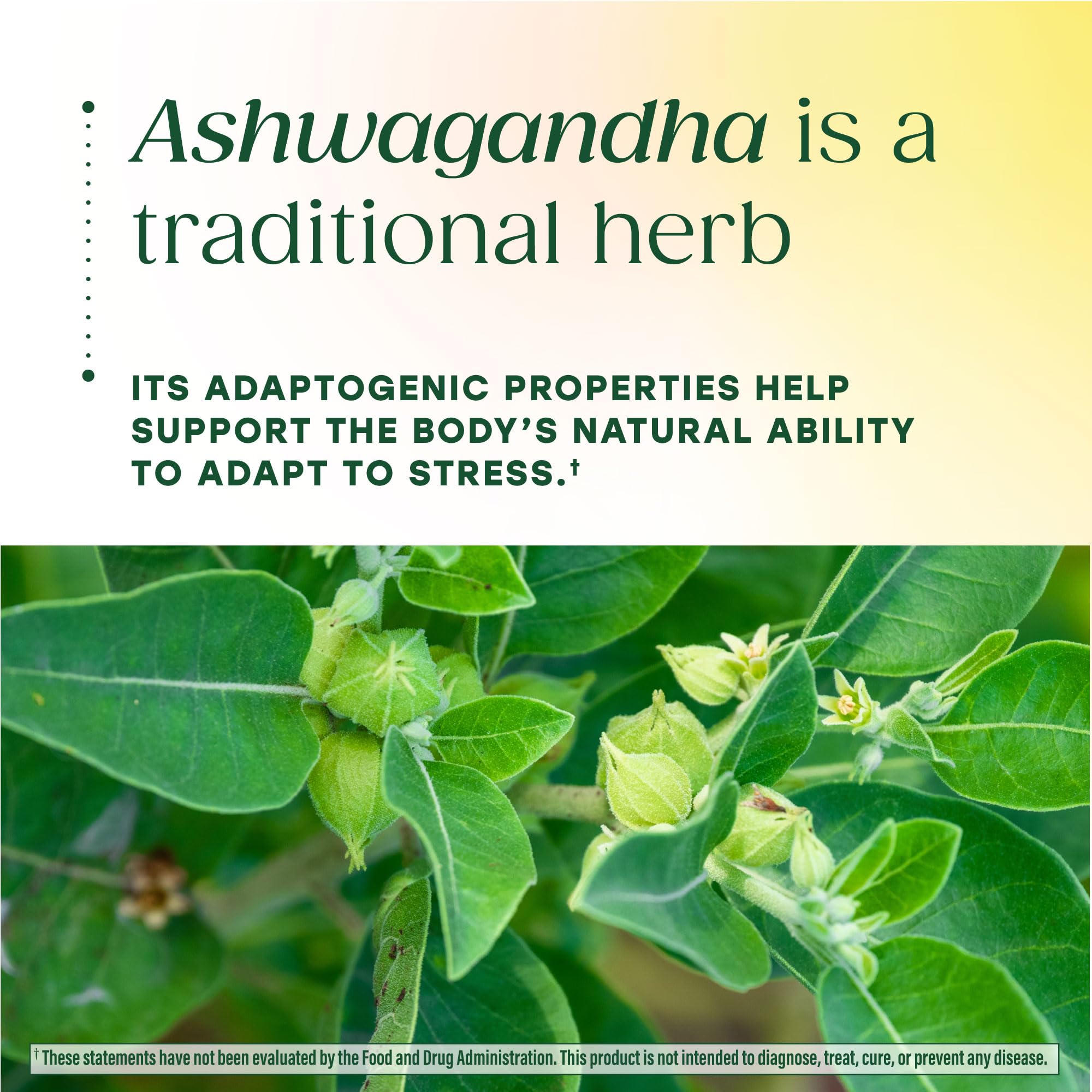 MegaFood Zero Sugar Ashwagandha Gummies - with Clinically Studied Ashwagandha KSM 66 - Cortisol Reducer & Stress Support - Mixed Berry Flavor, No Gelatin, Vegan - 60 Gummy Vitamins, 30 Servings - Image 8
